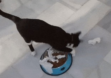 Why Does the Cat Do the Poop Burying Action Next to the Food?