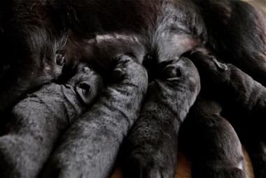 The Impact Of Pet Cloning On Companion Animals