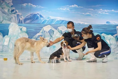 Can Pets Be Cloned After They Get Old?