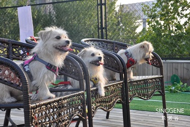 Pet Cloning: What Does It Take to Make it Happen?