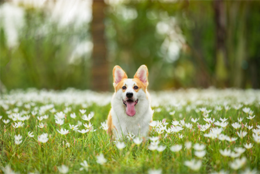 What is the most Ideal Material for Pet Cloning?