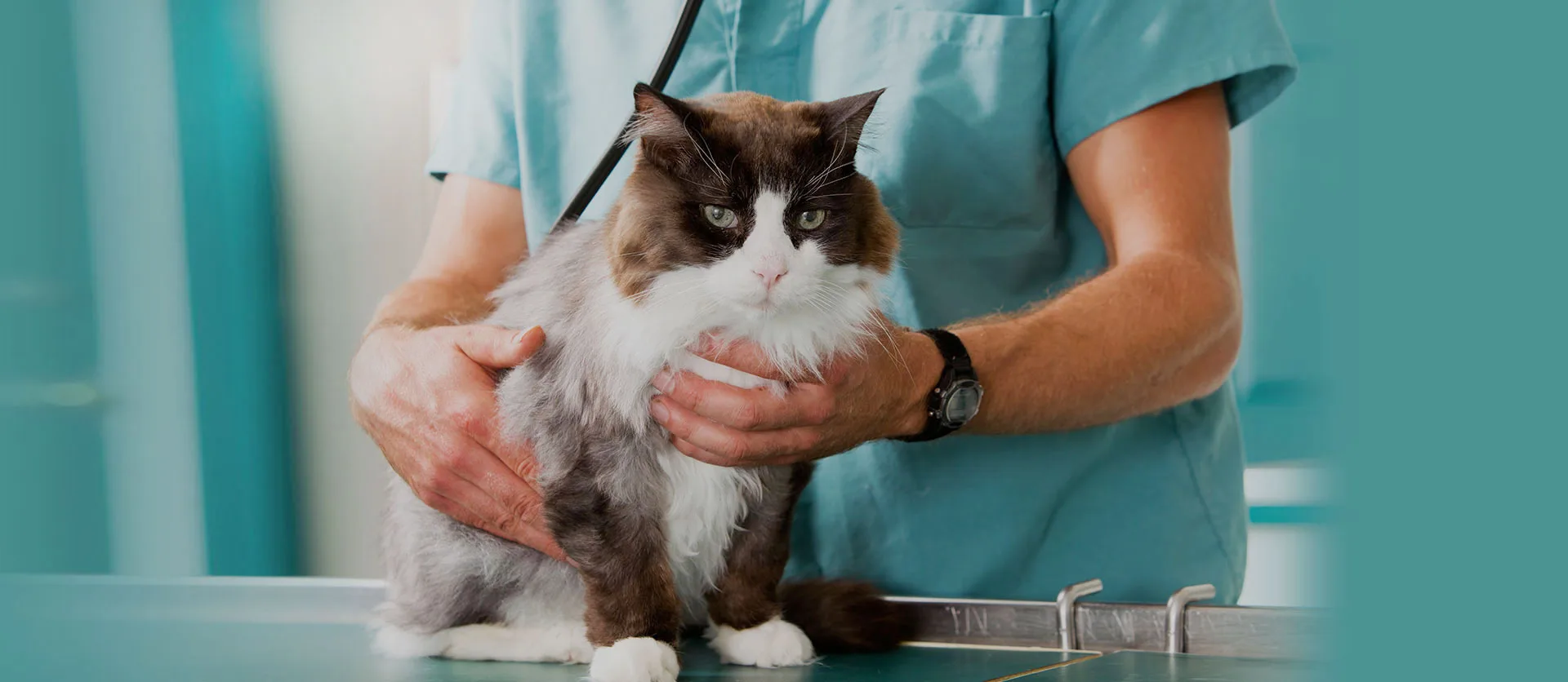 Pet Cloning Service