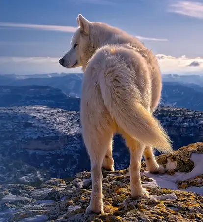 WORLD'S FIRST ARCTIC WOLF