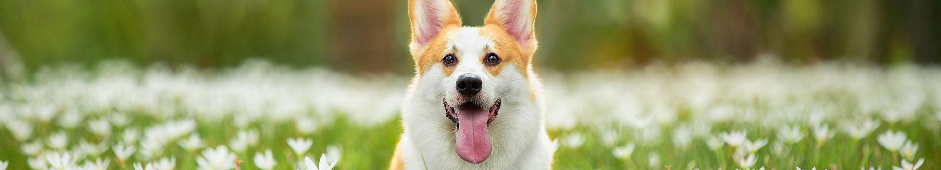 Dog Cloning