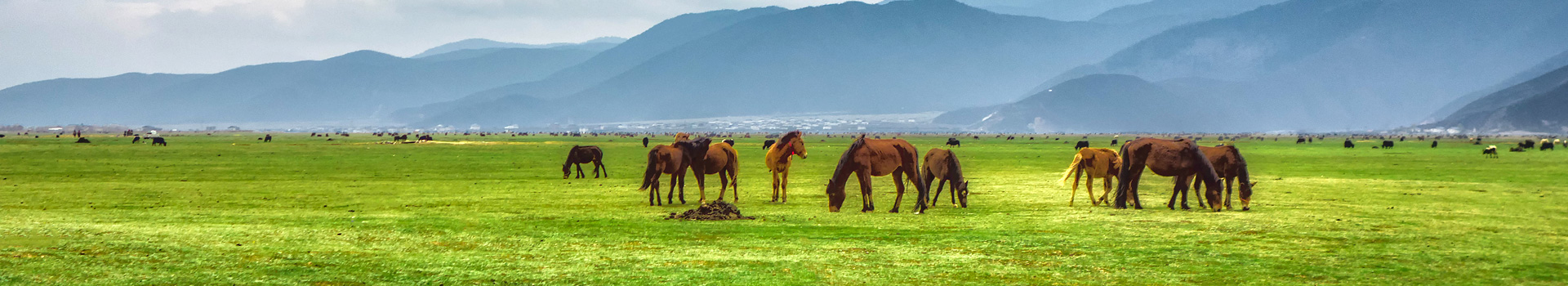 Horse Cloning