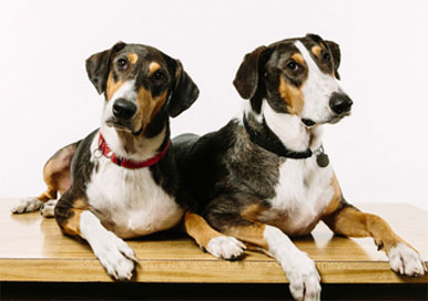 Dog Cloning