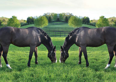 Horse Cloning