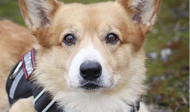 A Retired Police Dog in Russia Went Viral: Short Legs but with Big Strength
