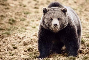 Interspecies cloning? It's not that easy!
