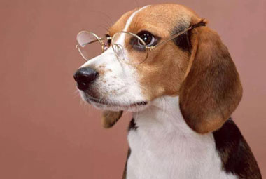 What are the Technical Difficulties of Animal Cloning?