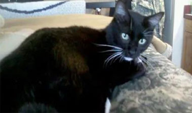 If There's One Thing That Can Stop Me from Being Lonely, It will Be My Cat