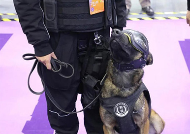 Cloned Police Dogs Are Getting A Lot of Attention at the Expo