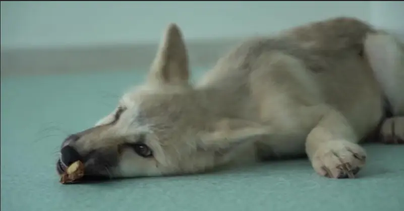 Chinese Scientists Reveal World's First Cloned Wild Arctic Wolf